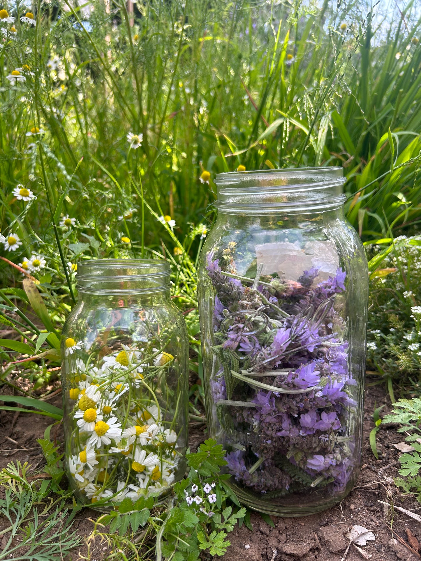Garden Grown Chamomile Lavender Tincture