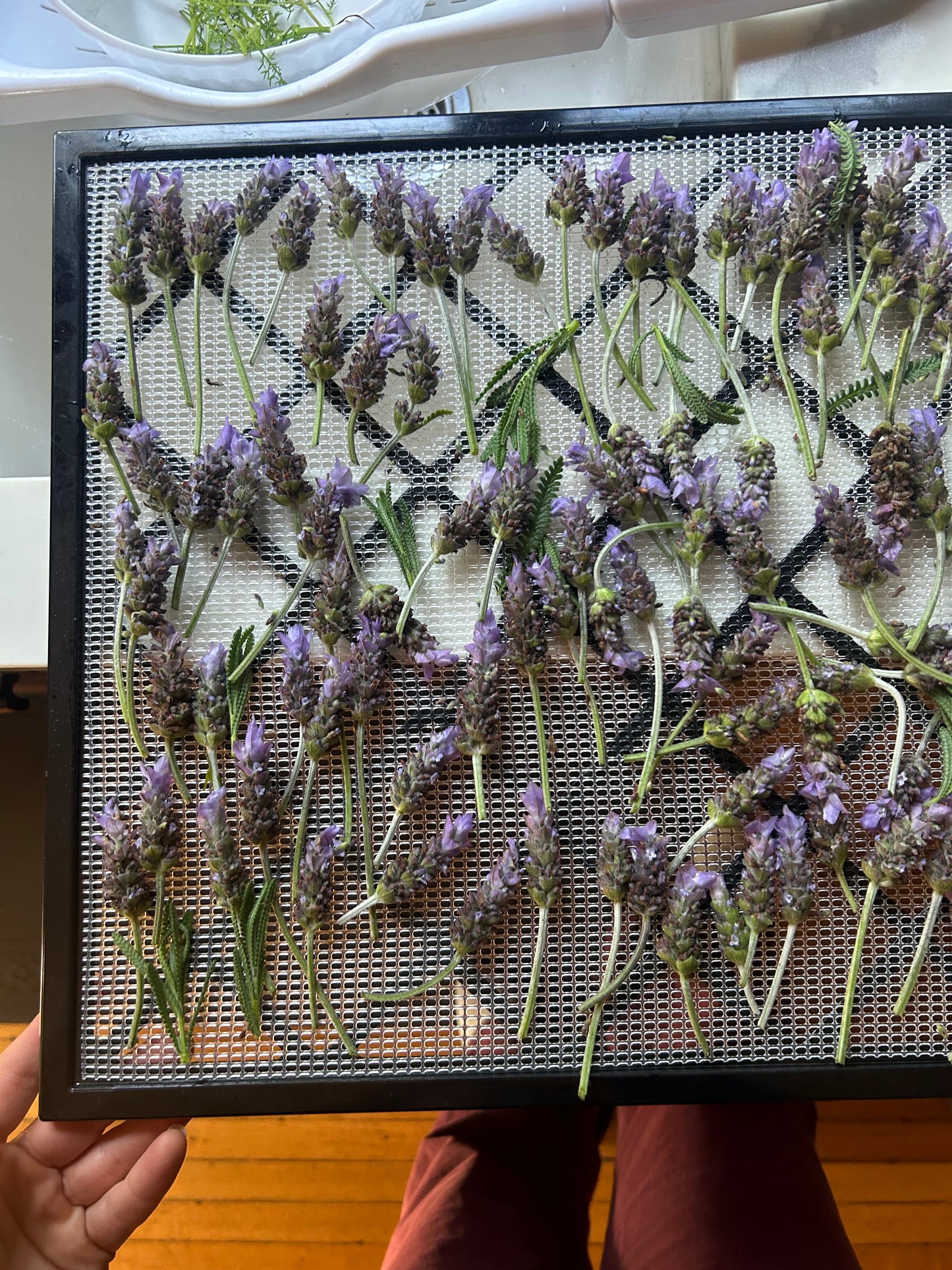 Garden Grown Chamomile Lavender Tincture