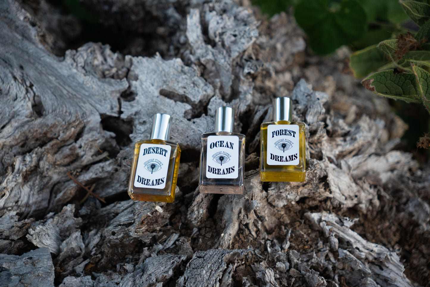 California Dreams Collection