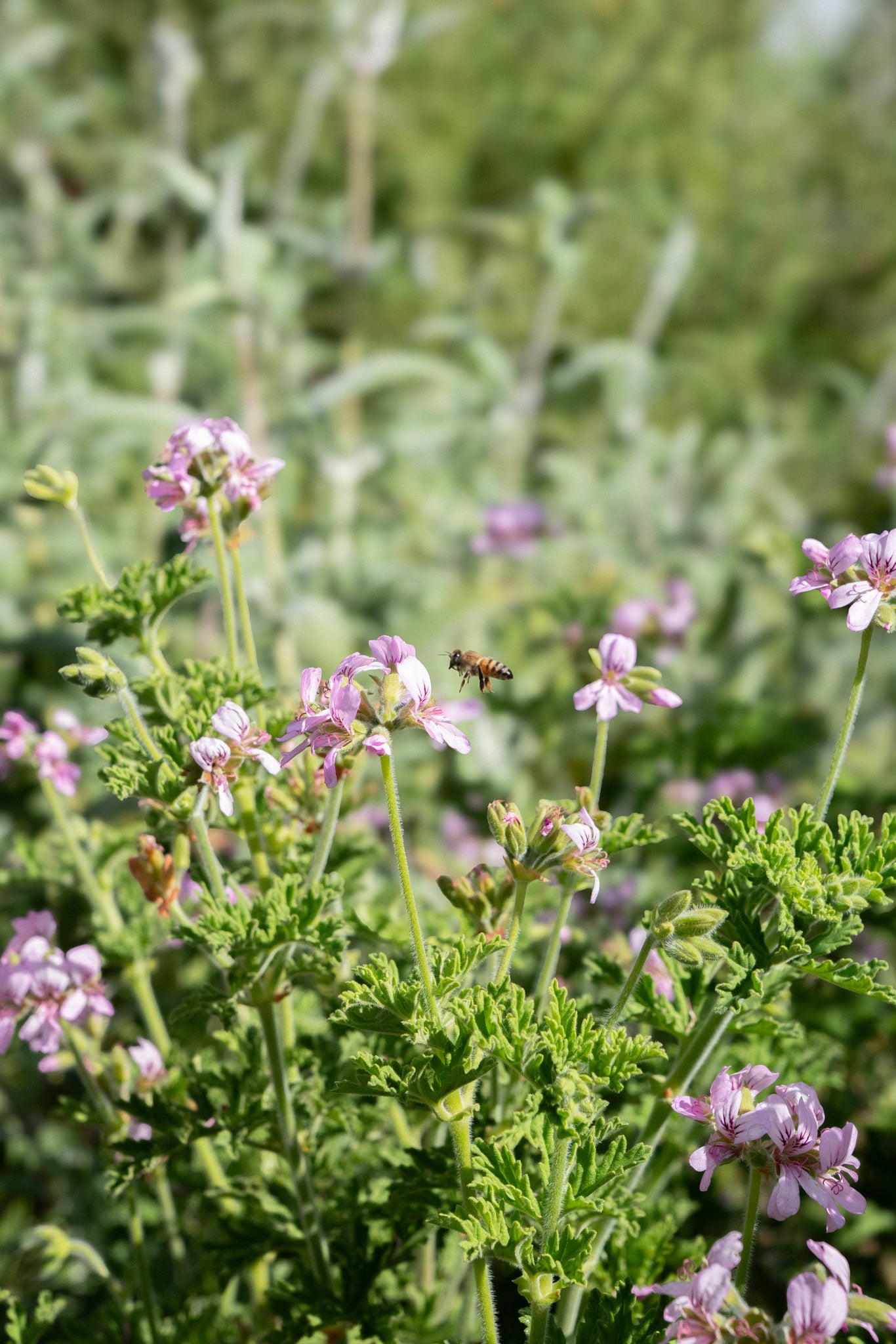 Rose Geranium Hydrosol