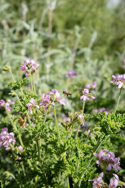 Rose Geranium Hydrosol